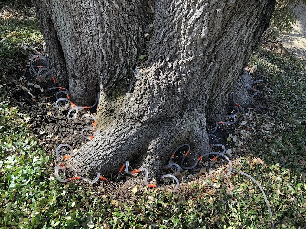 Detailed Tree Cabling and Bracing job site in Netawaka