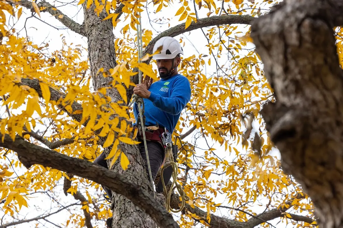 Skilled Storm Damage Cleanup crew working in Netawaka